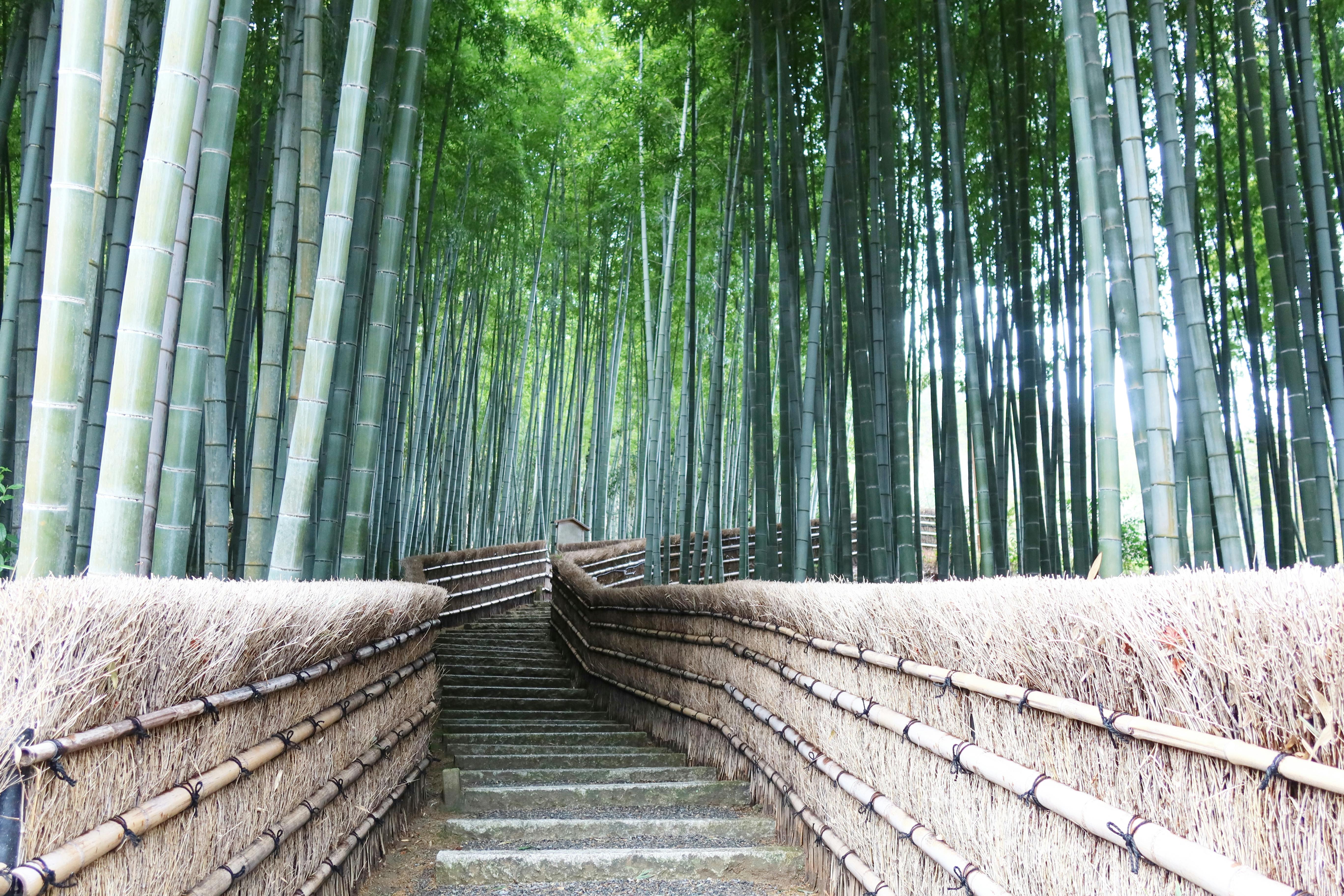 Arashiyama à Kyoto : la forêt de bambous magique du Japon