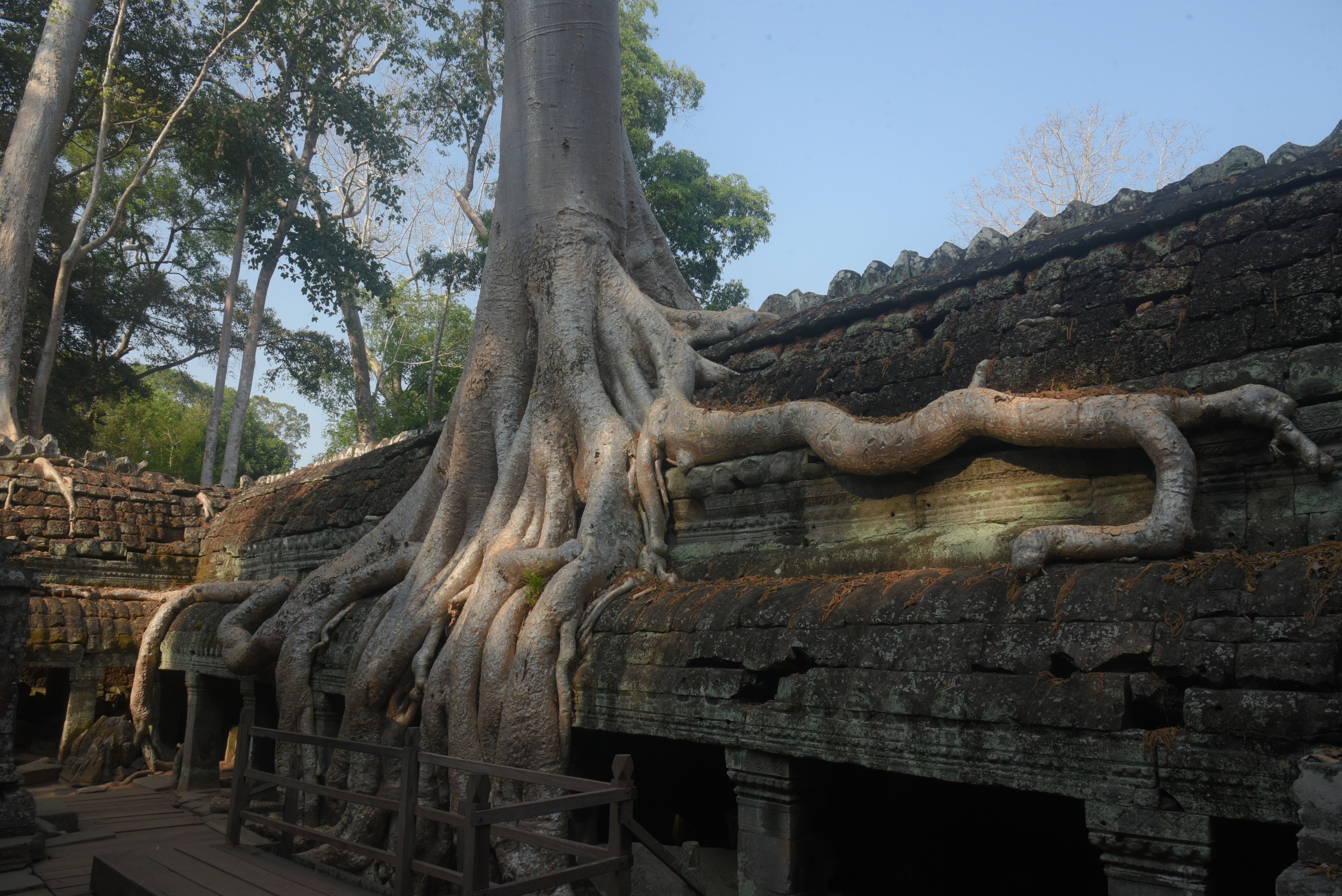 Ta Prohm : flâner dans le temple mangé par la jungle